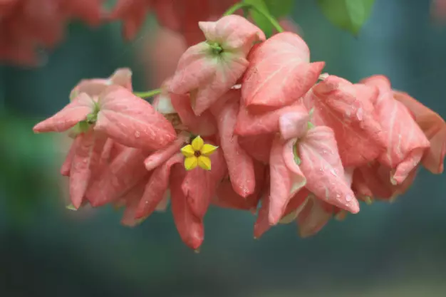 tanaman hias yang mudah dirawat © 2019 freepik.com