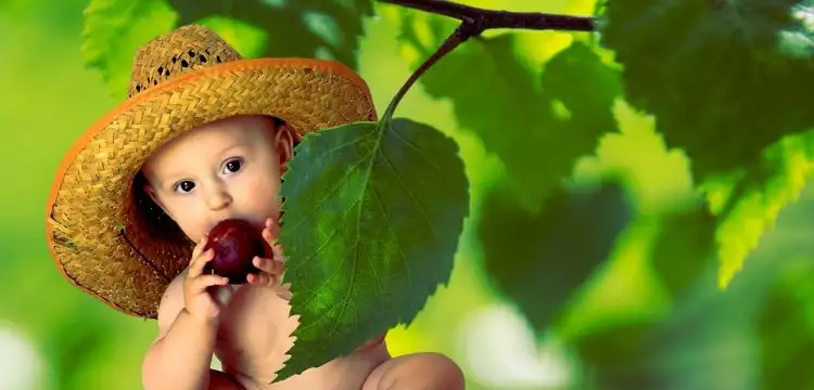 9 Manfaat buah plum untuk bayi, aman dan sehat