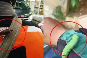 6 Momen hewan nyangkut di driver ojek online, bikin geli