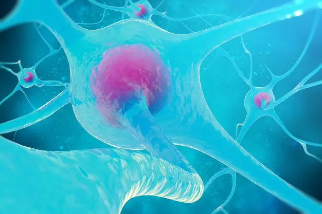 11 Fungsi darah pada tubuh manusia dan jenis-jenis sel darah freepik.com