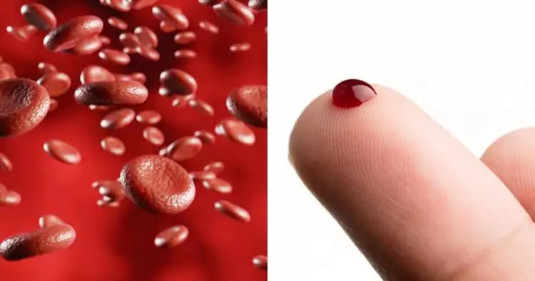 11 Fungsi darah pada tubuh manusia dan jenis-jenis sel darah