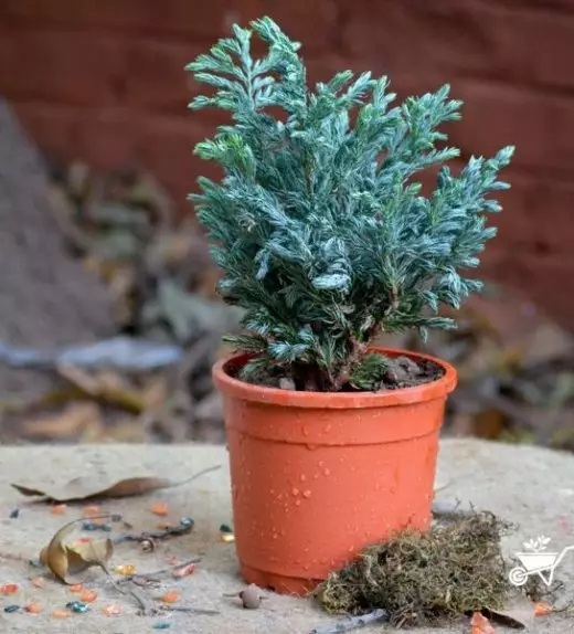 Jenis bunga hias untuk memperindah Istimewa