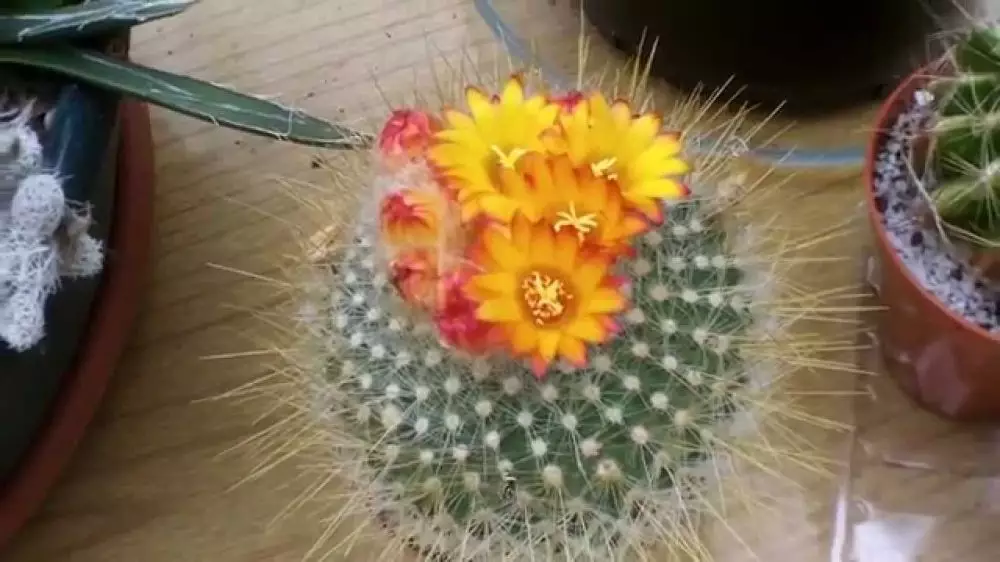 Jenis bunga hias untuk memperindah Istimewa