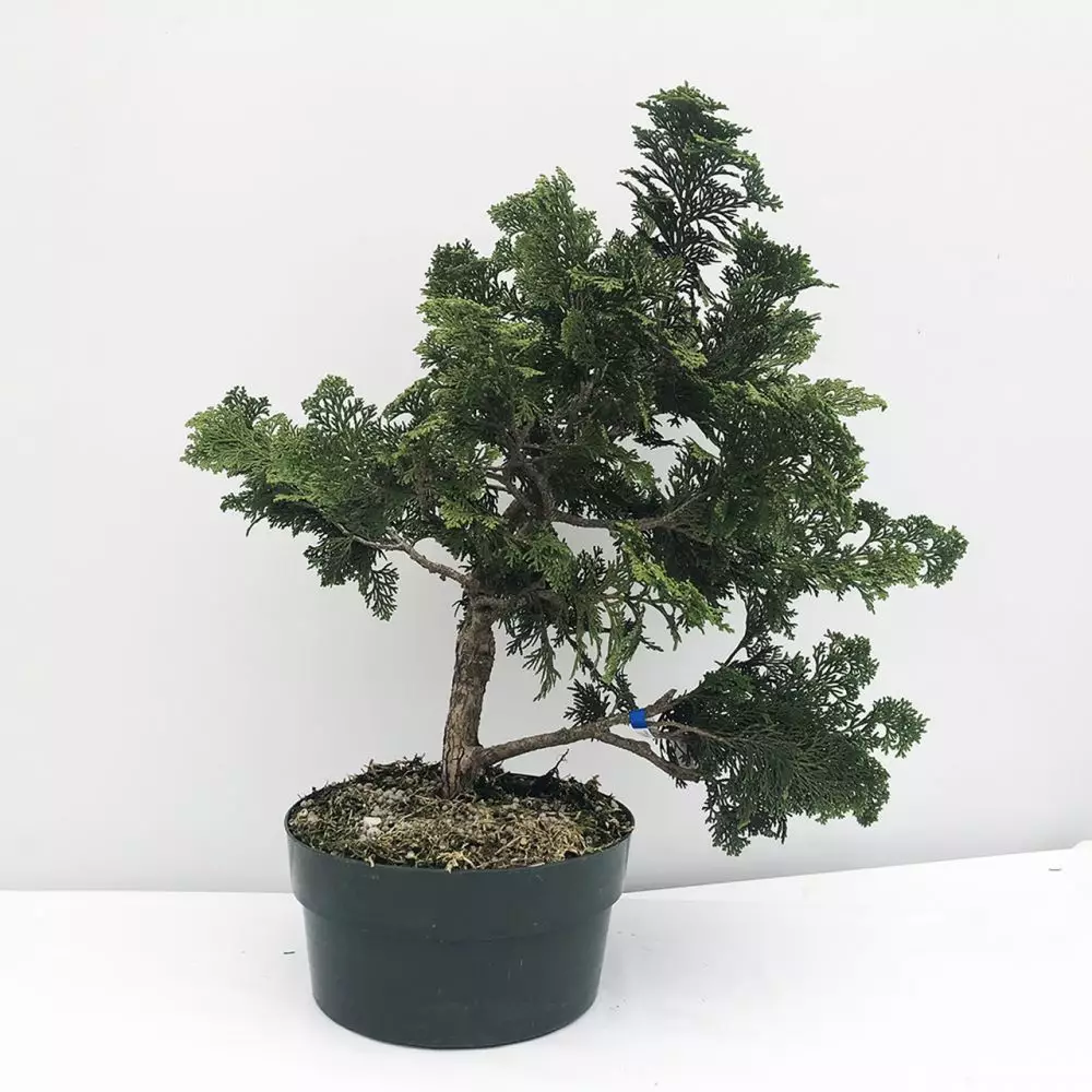 Jenis bunga hias untuk memperindah Istimewa