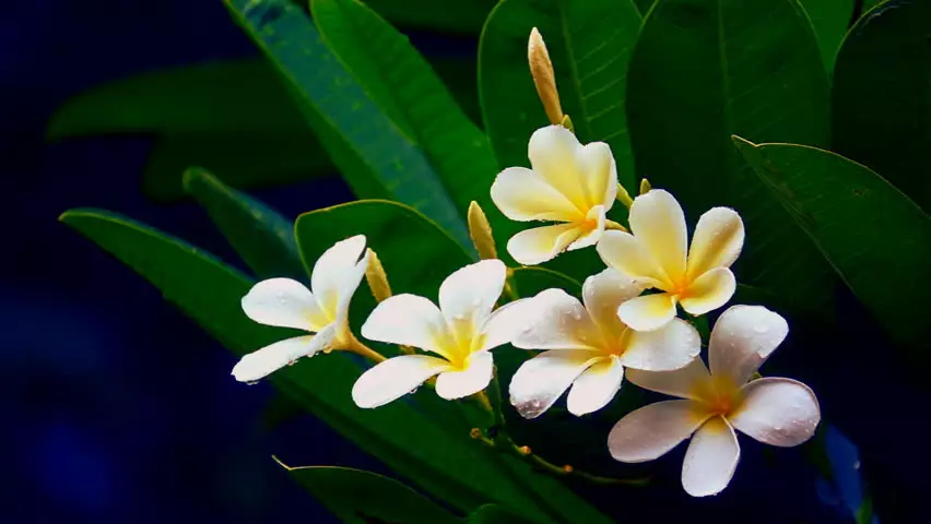 Jenis bunga hias untuk memperindah Istimewa