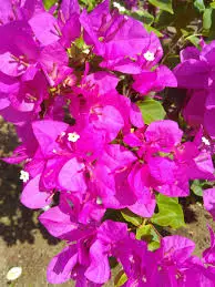 Jenis bunga hias untuk memperindah Istimewa