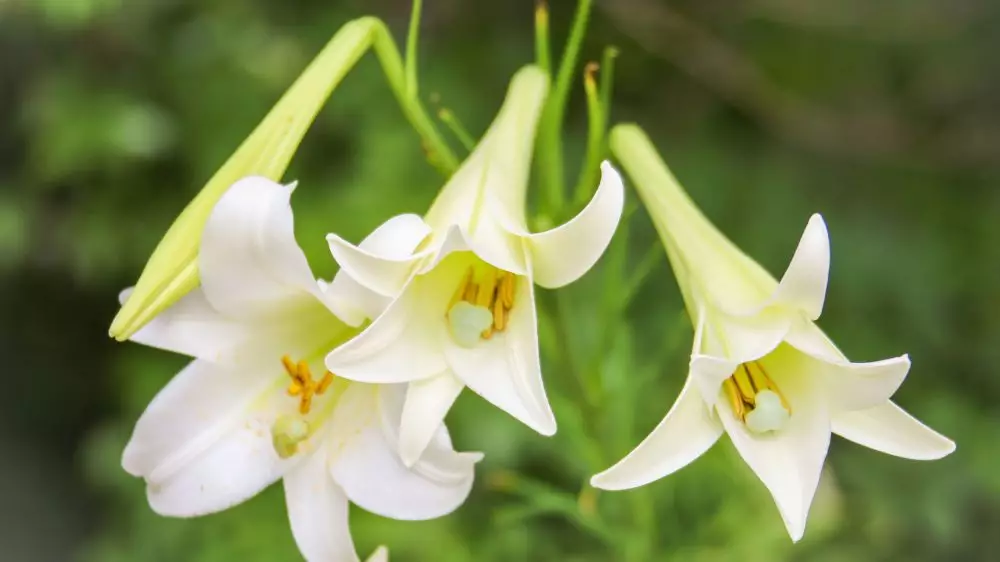 Jenis bunga hias untuk memperindah Istimewa