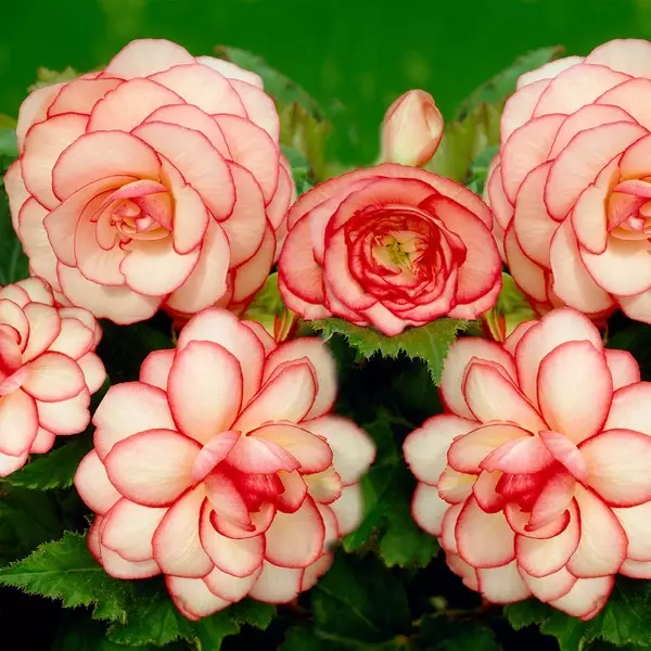 Jenis bunga hias untuk memperindah Istimewa