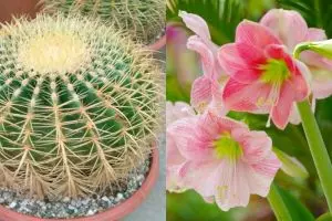 15 Jenis bunga hias untuk memperindah pekarangan rumah