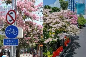 10 Potret Surabaya dimekari bunga tabebuya, indah bak di Jepang