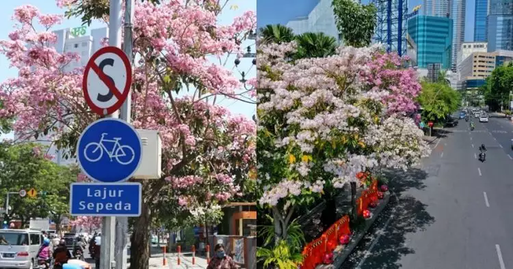 10 Potret Surabaya dimekari bunga tabebuya, indah bak di Jepang