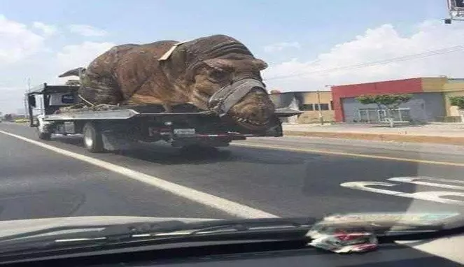 benda nyeleneh dibawa truk © 2019 1cak.com