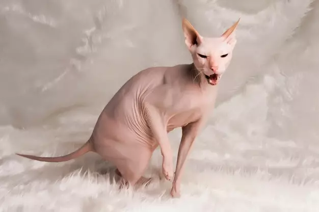 10 Jenis kucing peliharaan, populer, unik, dan bersahabat freepik.com Instagram/@servaland 