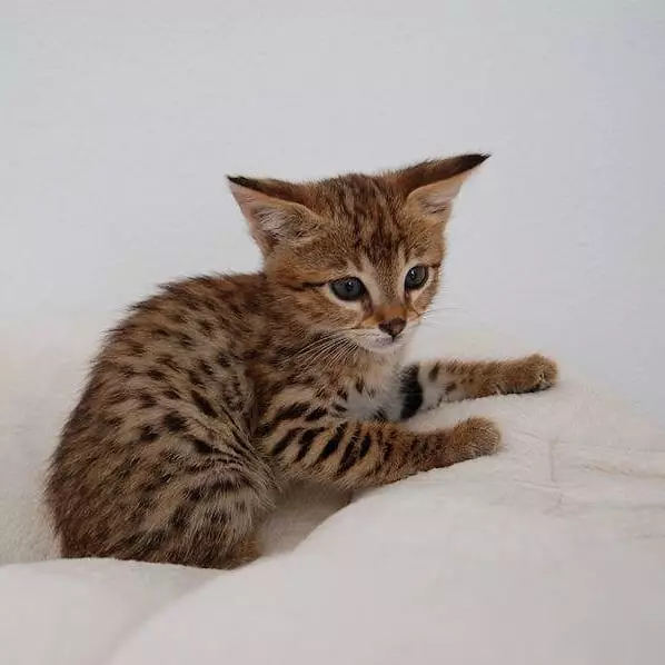 10 Jenis kucing peliharaan, populer, unik, dan bersahabat freepik.com Instagram/@servaland 