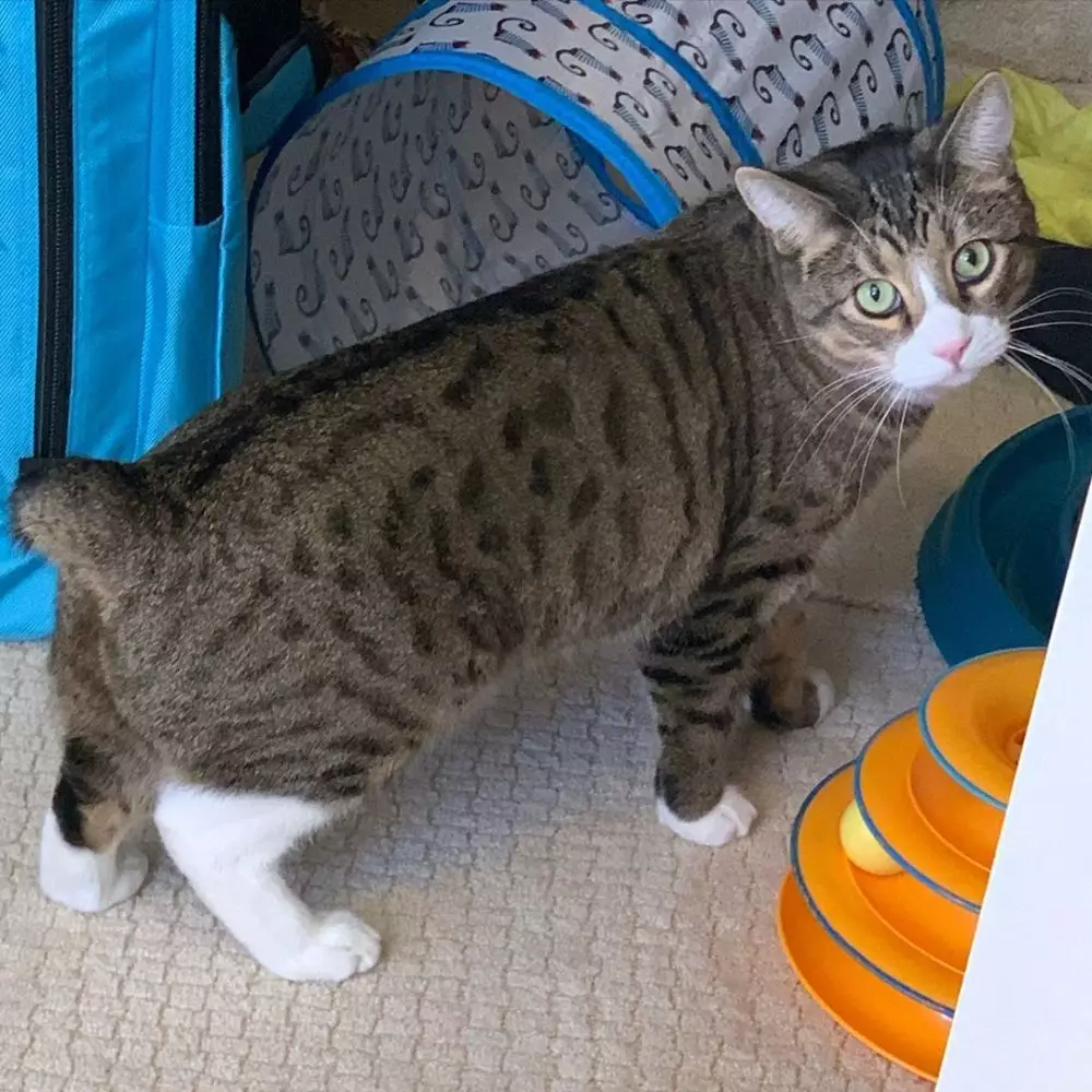 10 Jenis kucing peliharaan, populer, unik, dan bersahabat freepik.com Instagram/@servaland 