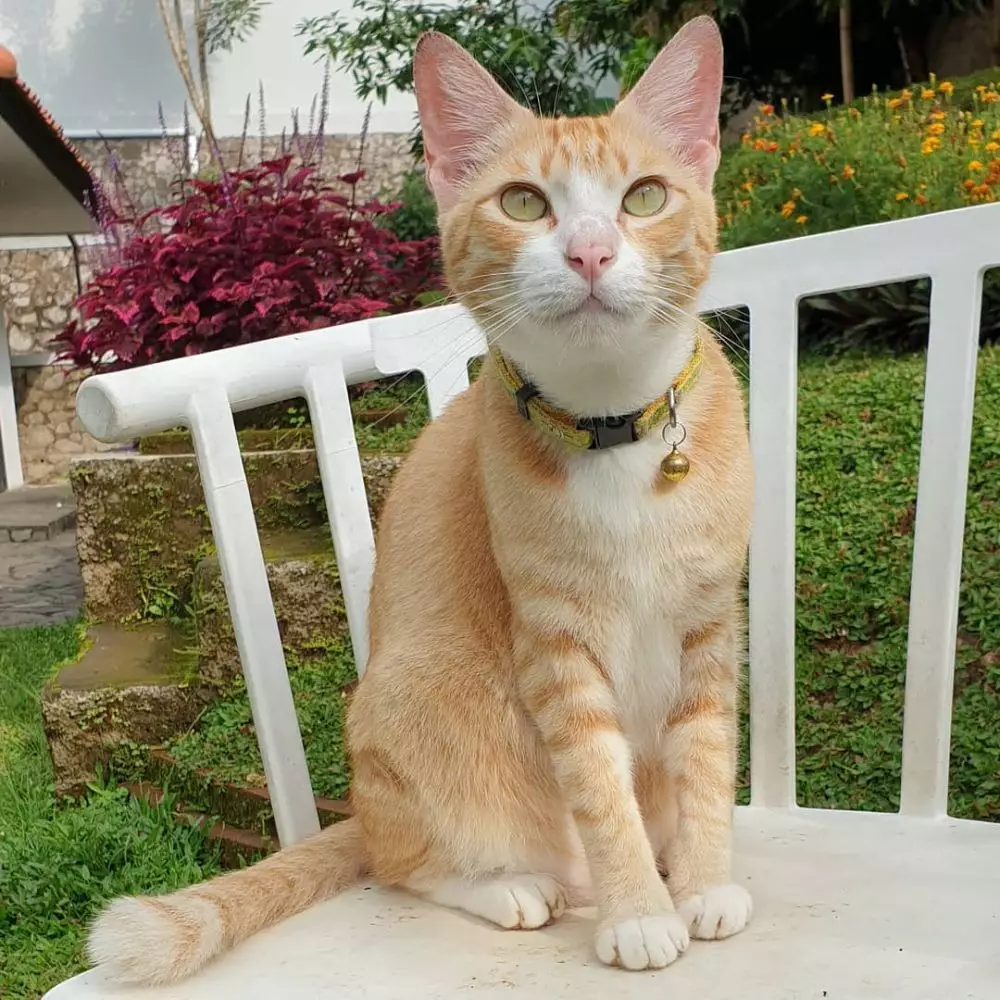 10 Jenis kucing peliharaan, populer, unik, dan bersahabat freepik.com Instagram/@servaland 