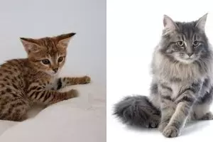 10 Jenis kucing peliharaan, populer, unik, dan bersahabat