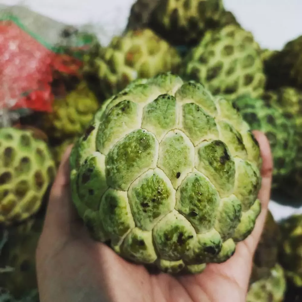 Cara mengobati TBC Berbagai sumber