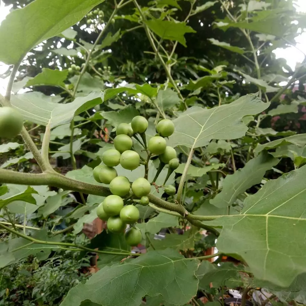 Cara mengobati TBC Berbagai sumber