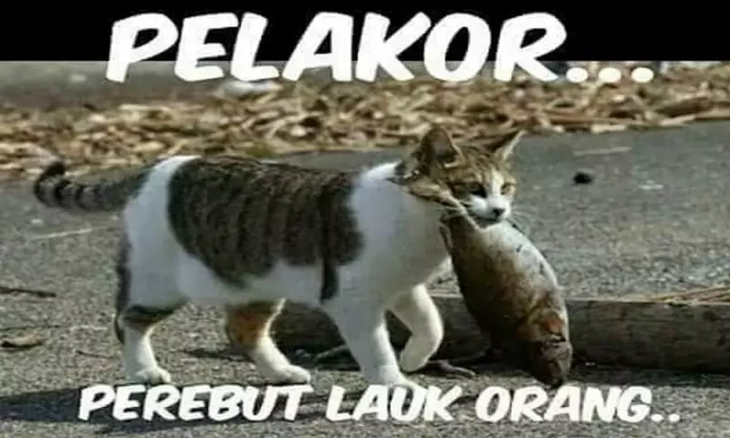 Kata-kata lucu bergambar terbaru Istimewa