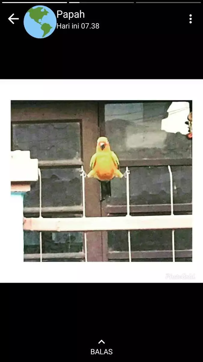 status whatsapp bapak © 2019 brilio.net