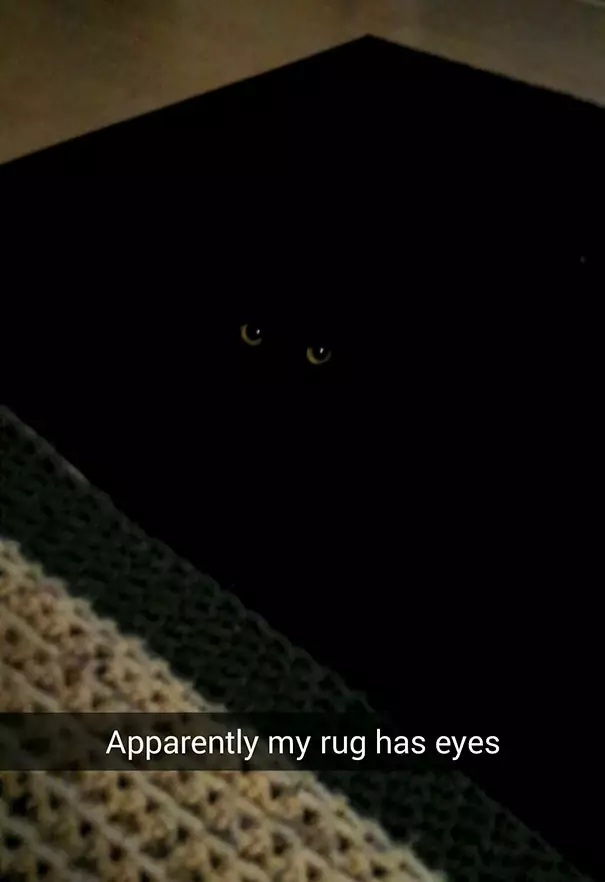 kucing kamuflase unik © 2019 brilio.net