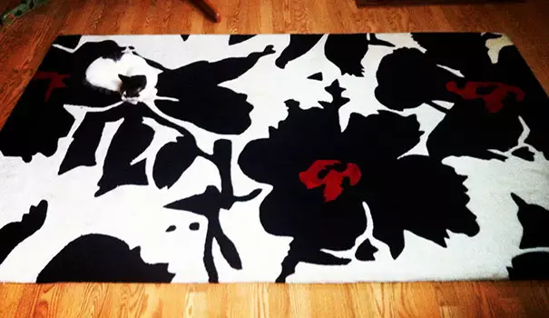 kucing kamuflase unik © 2019 brilio.net