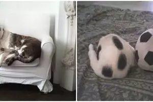 Uji ketelitianmu dengan mencari kucing di 15 foto ini