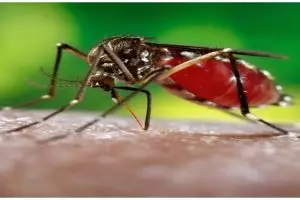 Ciri-ciri virus zika, penyebab dan cara pencegahannya