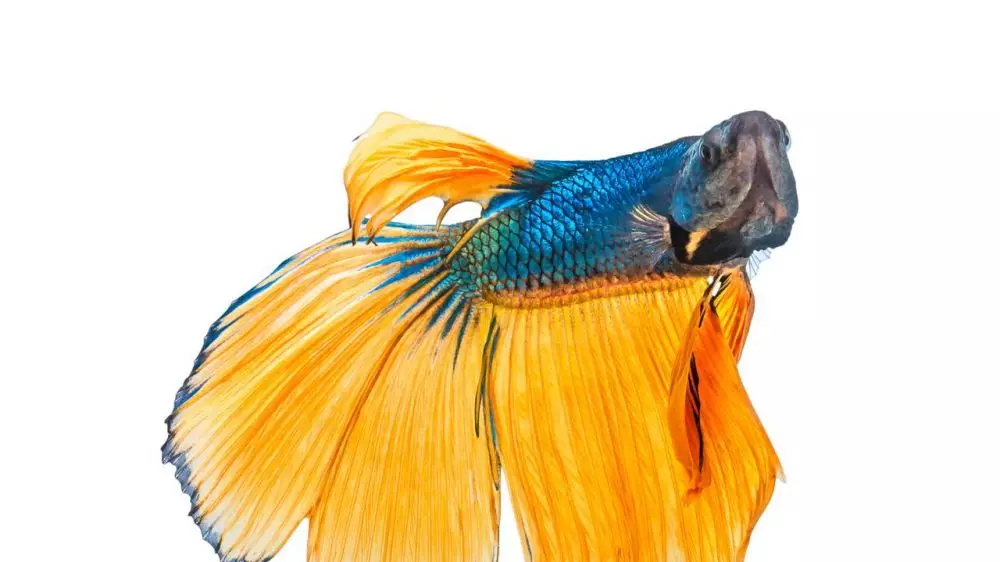 7 Jenis ikan cupang terbaik untuk peliharaan & peredam stres © 2019 brilio.net 7 Jenis ikan cupang terbaik untuk peliharaan & peredam stres © 2019 brilio.net
