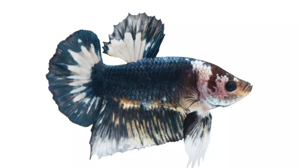 7 Jenis ikan cupang terbaik untuk peliharaan & peredam stres © 2019 brilio.net 7 Jenis ikan cupang terbaik untuk peliharaan & peredam stres © 2019 brilio.net