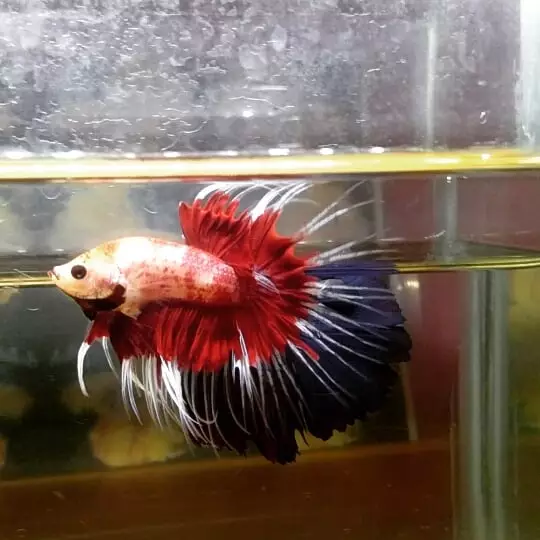 7 Jenis ikan cupang terbaik untuk peliharaan & peredam stres © 2019 brilio.net 7 Jenis ikan cupang terbaik untuk peliharaan & peredam stres © 2019 brilio.net