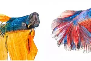 7 Jenis ikan cupang terbaik untuk peliharaan & peredam stres