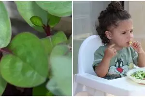 8 Manfaat daun binahong untuk kesehatan yang jarang diketahui