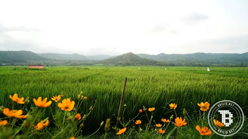 geblek pari © 2019 brilio.net geblek pari © 2019 brilio.net