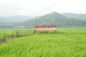 Geblek Pari, 'harta karun' wisata Jogja yang menakjubkan