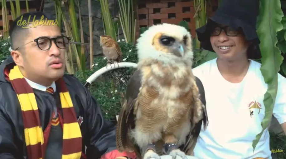 koleksi satwa irfan hakim  YouTube koleksi satwa irfan hakim  YouTube