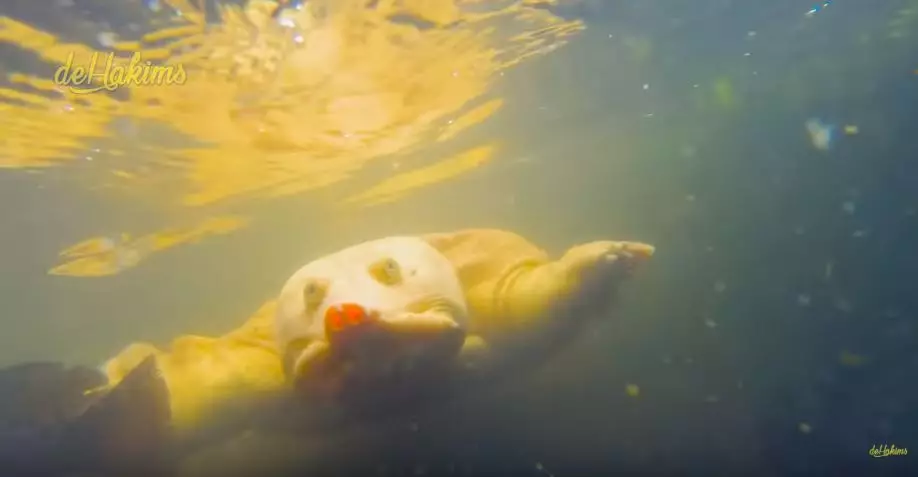 koleksi satwa irfan hakim  YouTube koleksi satwa irfan hakim  YouTube