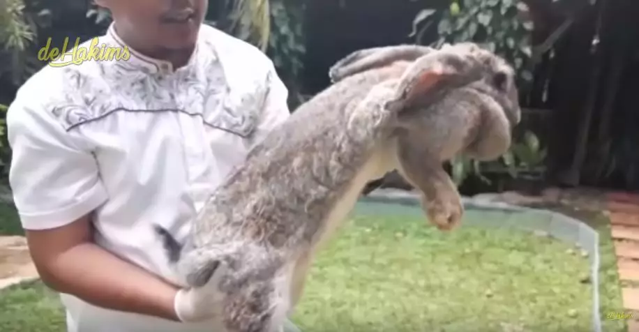 koleksi satwa irfan hakim  YouTube koleksi satwa irfan hakim  YouTube