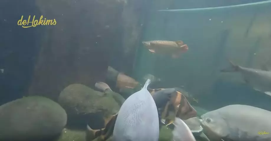 koleksi satwa irfan hakim  YouTube koleksi satwa irfan hakim  YouTube