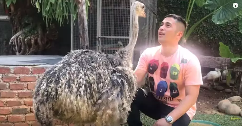 koleksi satwa irfan hakim  YouTube koleksi satwa irfan hakim  YouTube