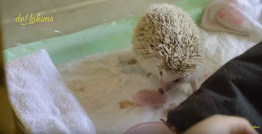 koleksi satwa irfan hakim  YouTube koleksi satwa irfan hakim  YouTube