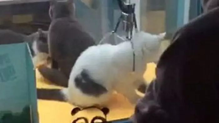 penampakan mesin pencapit Istimewa penampakan mesin pencapit Istimewa