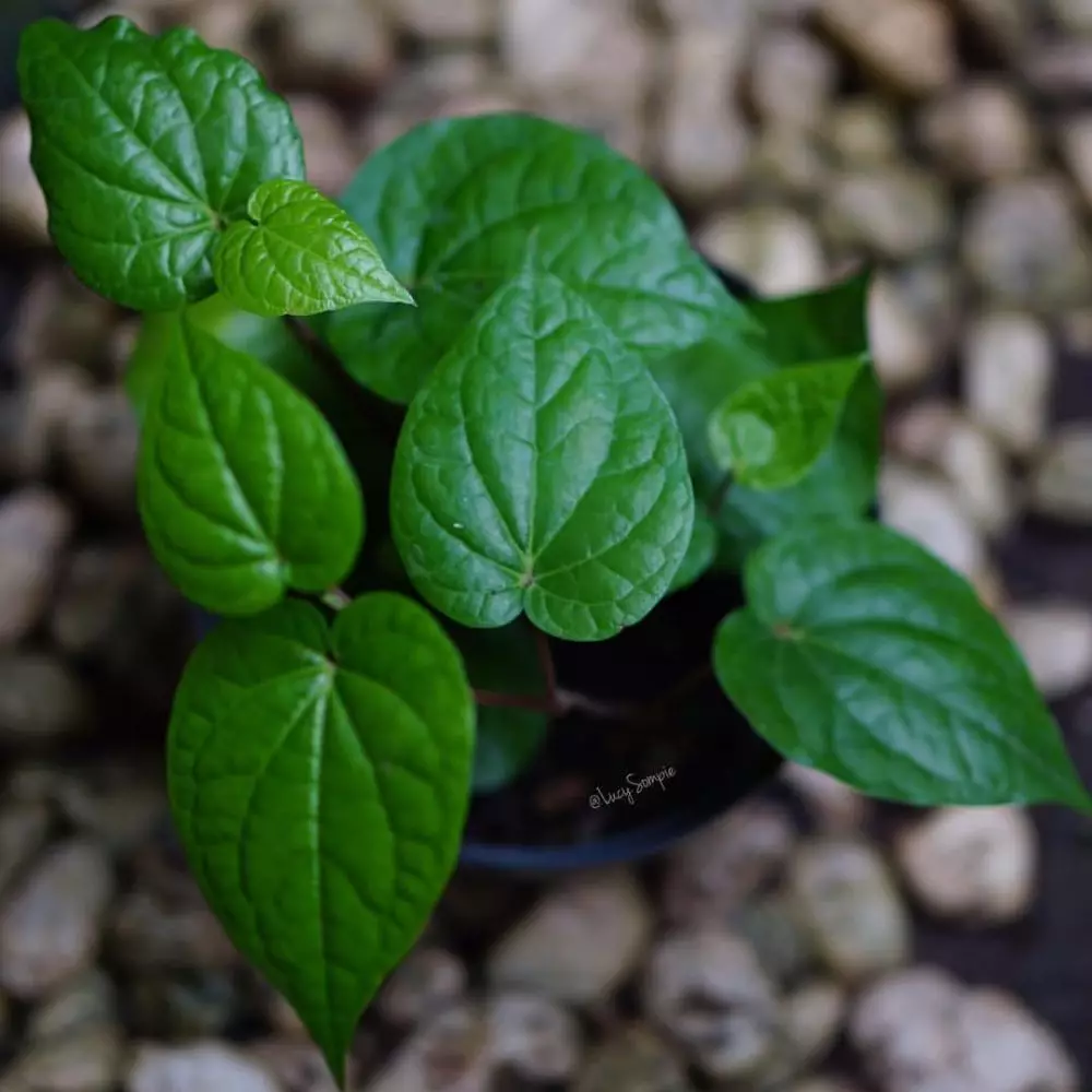 manfaat daun sirih untuk wanita hamil © 2019 brilio.net manfaat daun sirih untuk wanita hamil © 2019 brilio.net