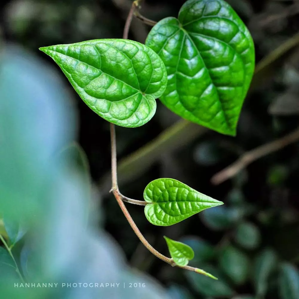 manfaat daun sirih untuk wanita hamil © 2019 brilio.net manfaat daun sirih untuk wanita hamil © 2019 brilio.net