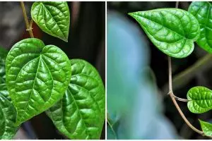 6 Manfaat daun sirih untuk wanita hamil