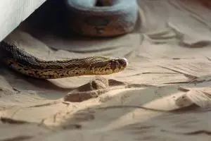 Perlu diwaspadai, ini 7 tempat persembunyian ular di rumah