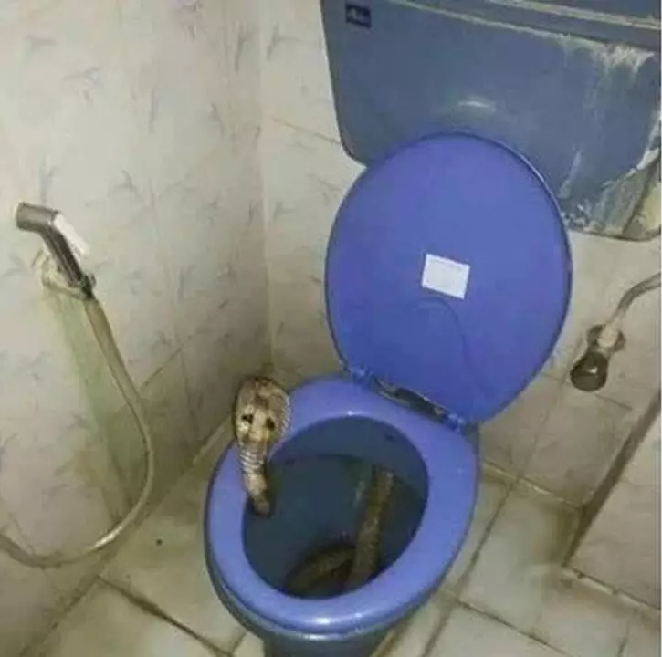 Penampakan ular di rumah tak terduga © 2019 berbagai sumber Penampakan ular di rumah tak terduga © 2019 berbagai sumber