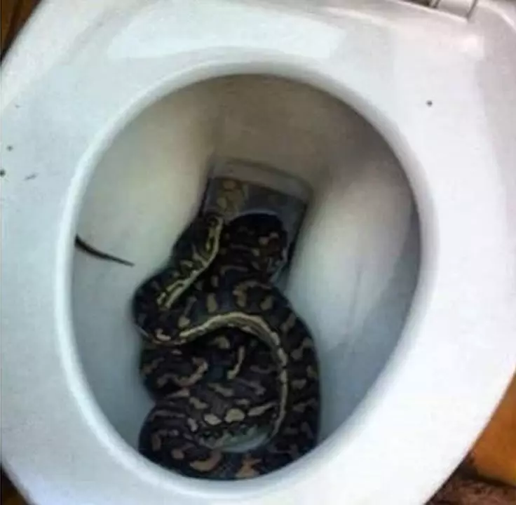 Penampakan ular di rumah tak terduga © 2019 berbagai sumber Penampakan ular di rumah tak terduga © 2019 berbagai sumber