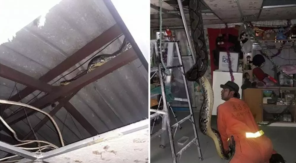 Penampakan ular di rumah tak terduga © 2019 berbagai sumber Penampakan ular di rumah tak terduga © 2019 berbagai sumber